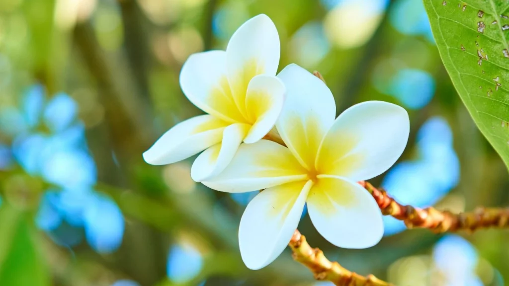 Fleurs de frangipanier blanc et jaune sur fond de végétation tropicale lors d'un voyage sur mesure à La Réunion