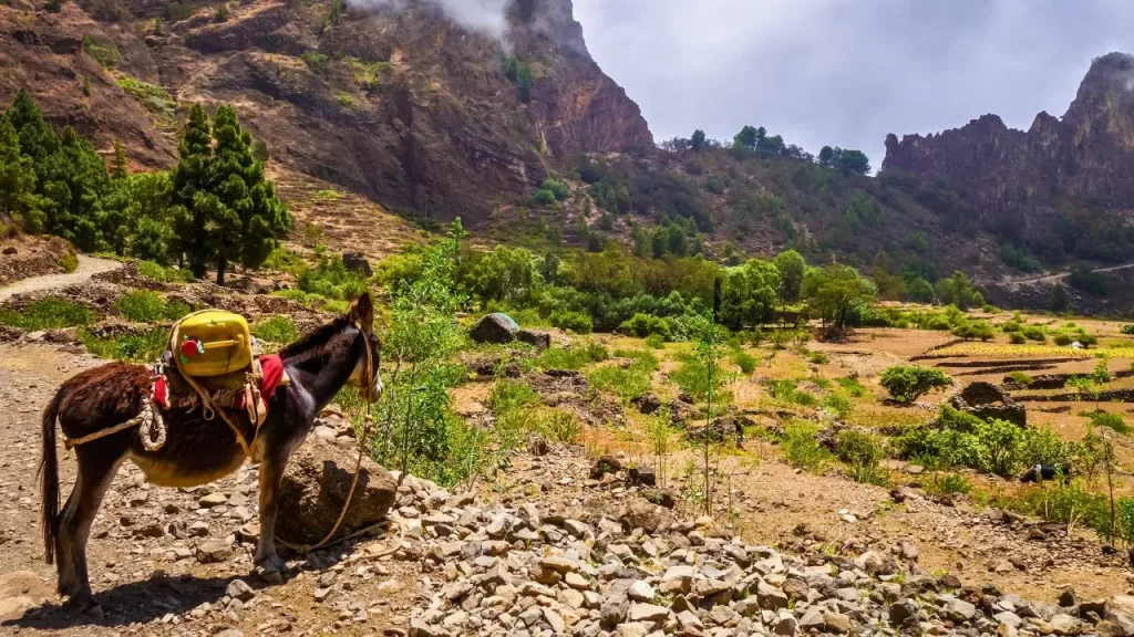 Âne chargé dans une vallée montagneuse verdoyante
